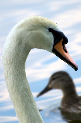 A deux_5857496082_l.jpg